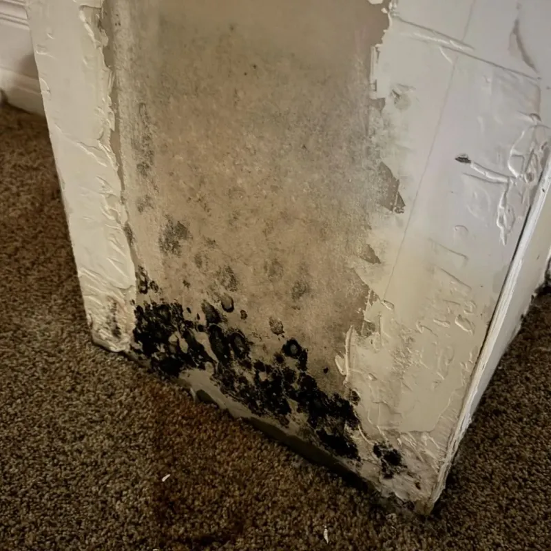 Professional Mold Removal in Johnsonburg, PA